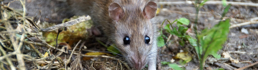 Dératisation dans les Alpes-Maritimes 