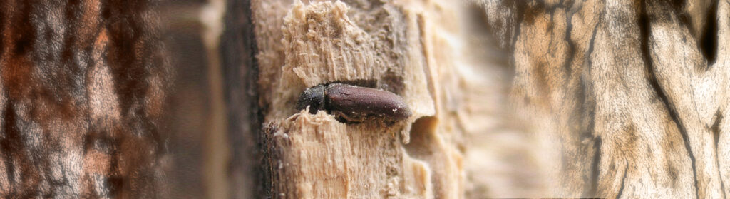 Prévention contre les termites dans les Alpes-Maritimes
