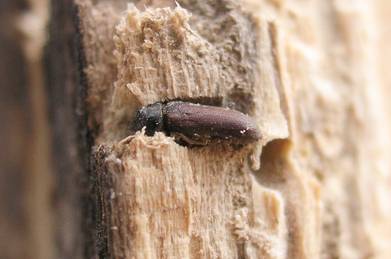 Un capricorne des maisons dans un bois